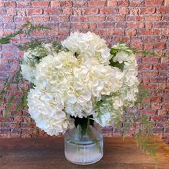 Cloud Nine Hydrangeas by Apple Mint 