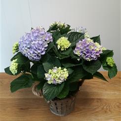 Beautiful Hydrangea Plant in Basket