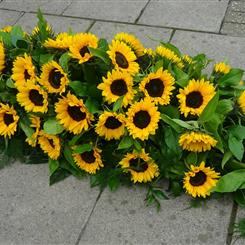 Sunflower - Casket Spray