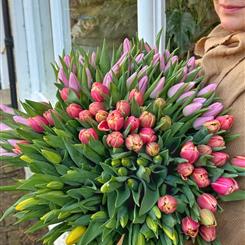 Heaps of Tulips by Apple Mint